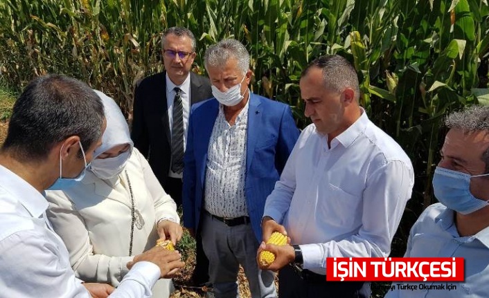 Mısır üretiminde nöbetleşme sorunu bir yıl daha ertelendi