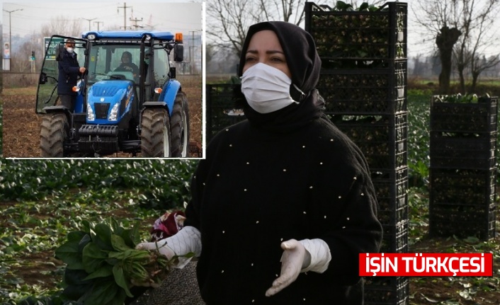 Atabek şalvar giyerek ıspanak hasadı yaptı