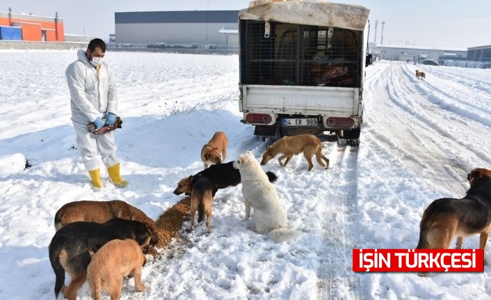 Erenler Belediyesi Sokak Hayvanlarını Unutmadı!