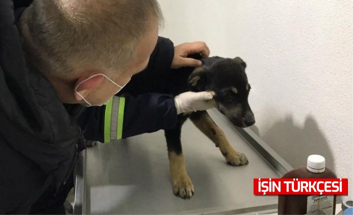 Hendek Belediyesi Donma Tehlikesi Geçiren Sokak Hayvanlarını Koruma Altına Aldı