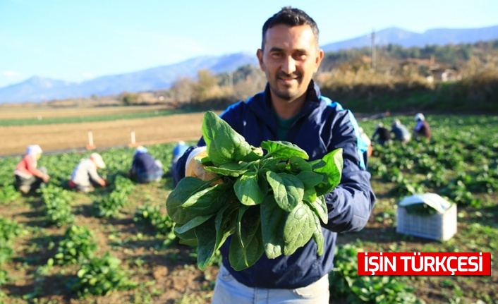 Ispanak kalitesi ve fiyatıyla üreticiyi sevindirdi