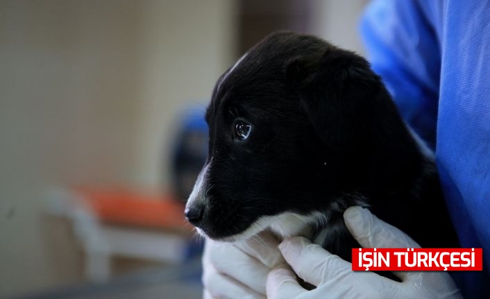 Sahipsiz köpek ve yavruları koruma altına alındı