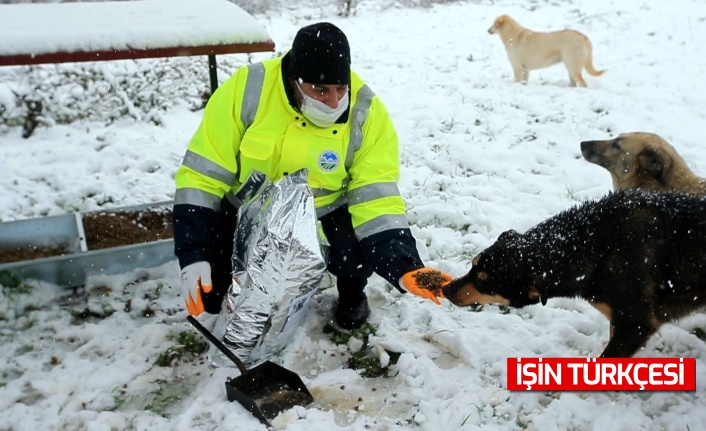 Sakarya Büyükşehir Belediyesi Sokak Hayvanlarını Unutmadı