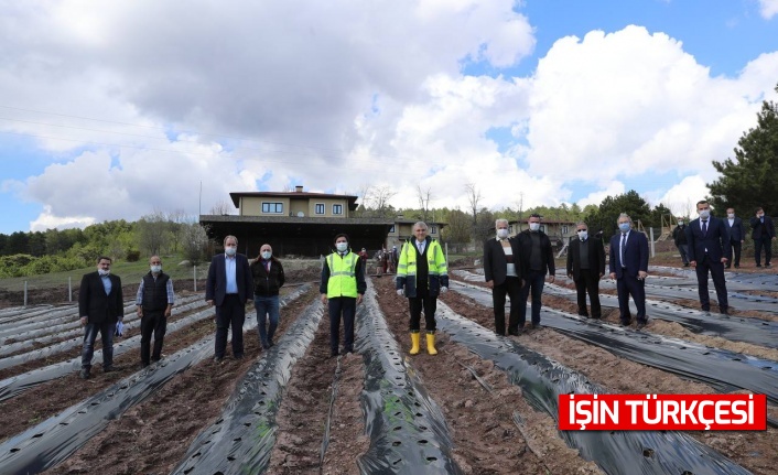 Başkan Yüce Çilek Fidelerini Toprakla Buluşturdu