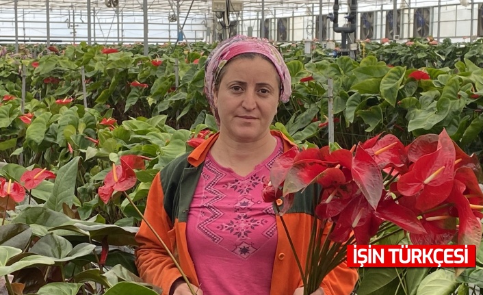 Topraksız tarımın en uzun ömürlü çiçeği Antalya’dan Avrupa ülkelerine gönderiliyor