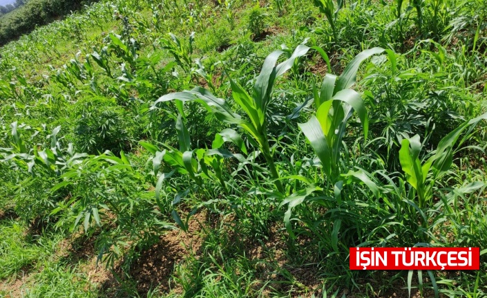 Mısır tarlasında 70 kök Hint keneviri ele geçirildi