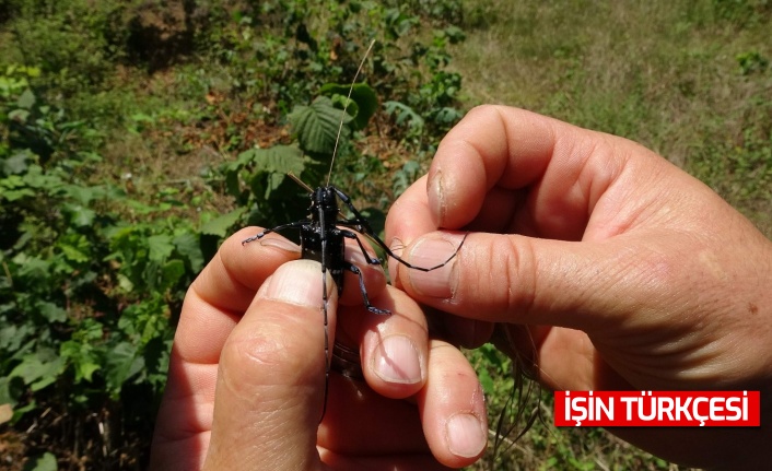 Fındığın kanseri ’Drakula’ya karşı mantarlı mücadele başlatılacak