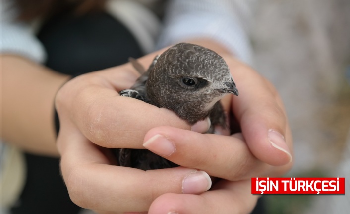 Serçe sandı ebabil kuşu çıktı