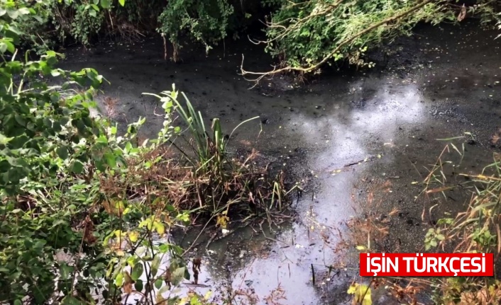 Acarlar Longozunu besleyen derelerde balık ölümlerine bölge halkından tepki