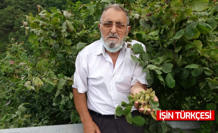 Fındık hasadı başladı!