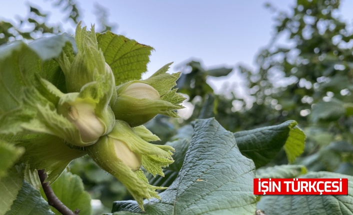 En çok fındık üreten şehirler belli oldu