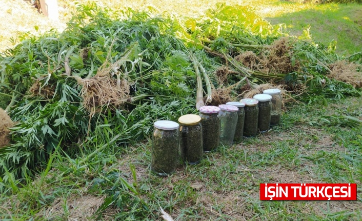 Sakarya'nın Kaynarca ilçesinde fındık bahçesini zehir bahçesine çevirdiler