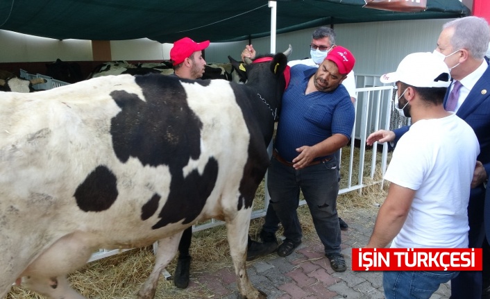 MHP yangın bölgesinde küçük ve büyükbaş hayvan dağıttı