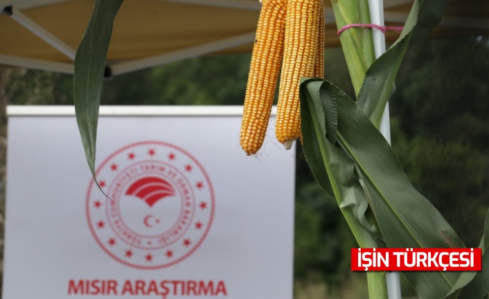 Sakarya'da geliştirilen yerli ve milli silajlık mısır “Aga“ tanıtıldı