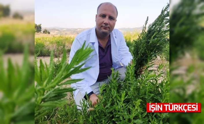 Yapışkan Andız Otu kanser hastalarının aradığı bitki oldu