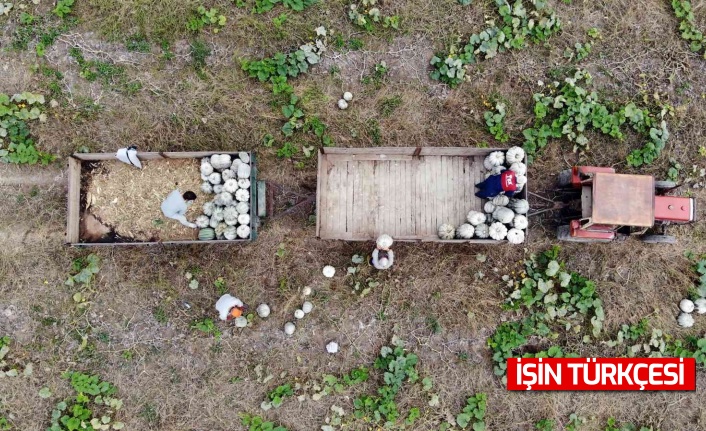 Sakarya'nın meşhur kabağının hasadı başladı