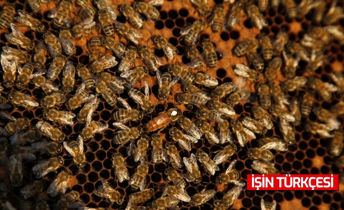 Sakarya'da ödüllü projede 21 ton bal ve 2 bin 530 ana arı üretildi