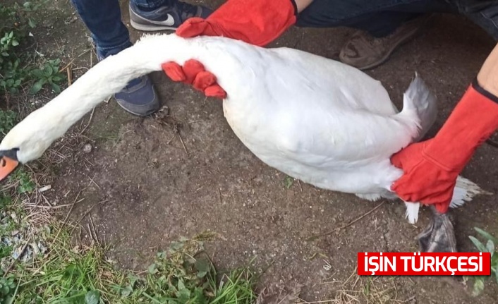Sakarya'da izinsiz hayvan bulunduran adama ceza şoku