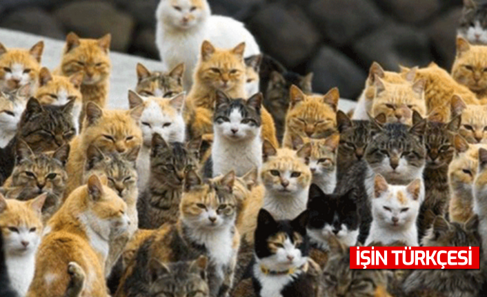 Avustralya 1 milyon deveden sonra şimdi 6 milyon kediyi katletmeyi planlıyor
