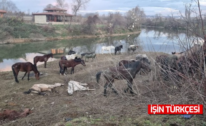 Sakarya'da 40 at kurtarıldı