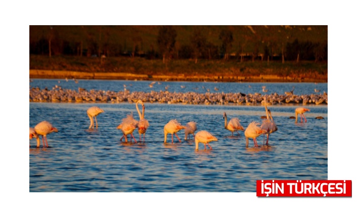 İstanbul'da göç etmeyen flamingolar görüntülendi