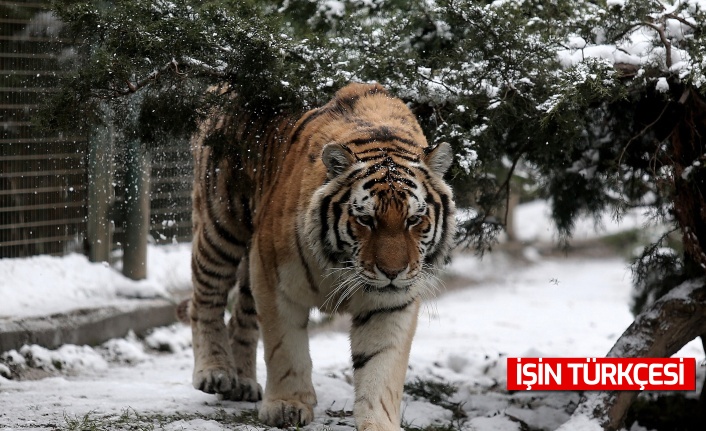 Bursa hayvanat bahçesi sakinlerinin kartpostallık görüntüleri