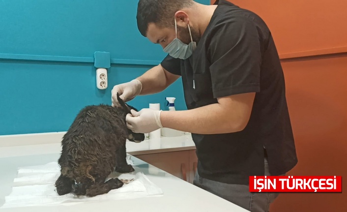 Yavru köpek donmaktan kurtarıldı