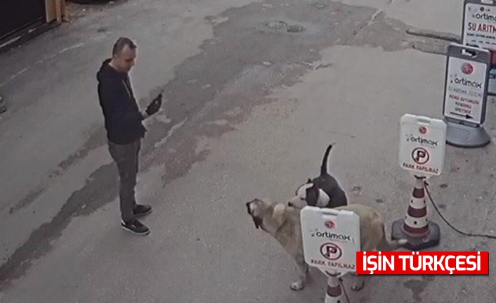 Bursa’da selfie çekimi yaparken, tasmasız pitbull sokak köpeğine saldırdı