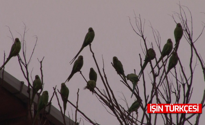 Kadıköy sakinleri güne papağan sesleriyle uyandılar