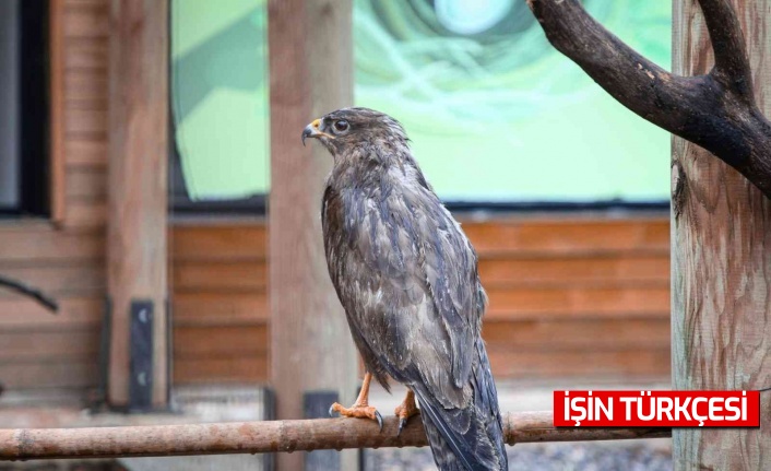 Engelli kuşlar Ormanya’nın misafiri oldu