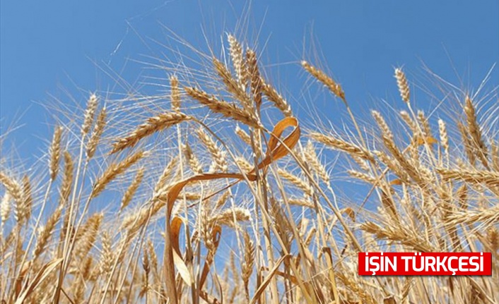 Küresel piyasalarda buğday ve mısır değer kaybetti