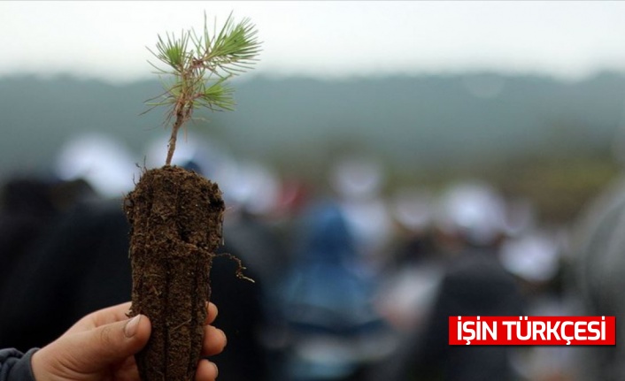 Dünyadaki ormanlar yok oluyor