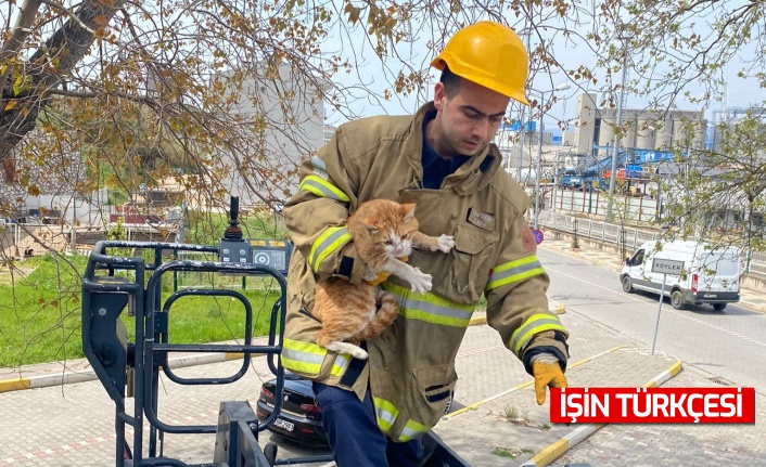 Ağaçta mahsur kalan kediyi itfaiye kurtardı