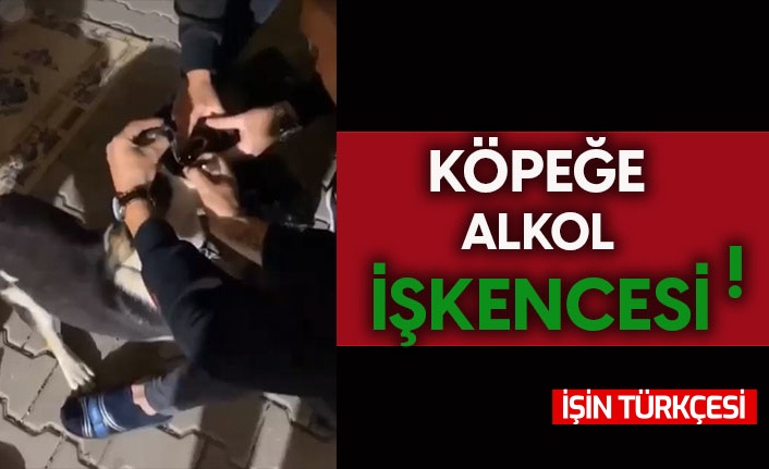 Köpeğe alkol işkencesi