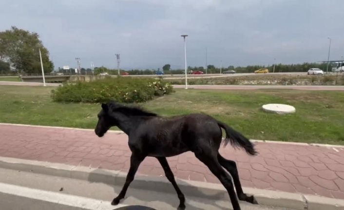 Bursa’da başıboş at trafiği alt üst etti