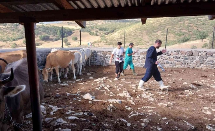 Elazığ’da büyükbaş hayvanlara aşılama çalışması