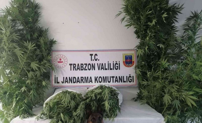 Jandarma narkotik timleri ve JASAT dedektiflerinden ortak operasyon