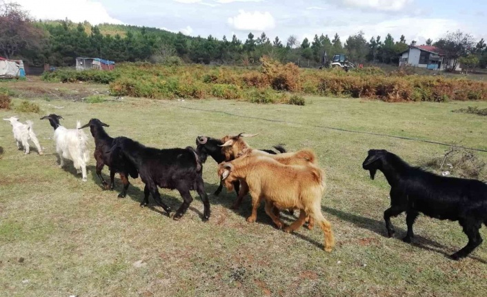 Sahte paralarla 7 keçi satın almışlar