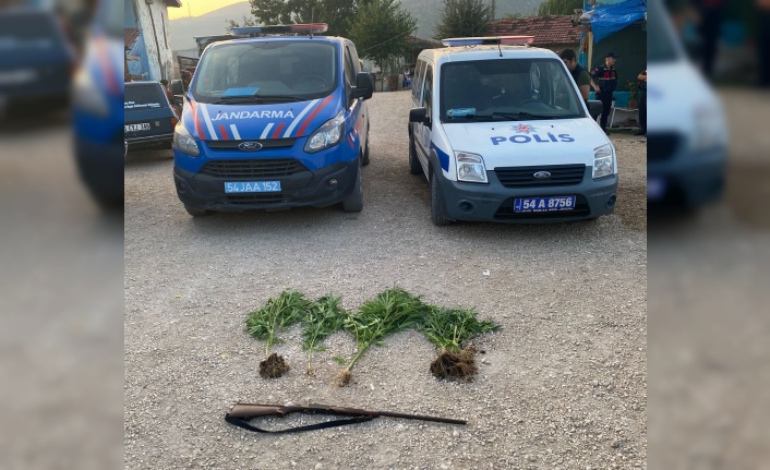 Sakarya’da jandarma ve polisten kenevir operasyonu