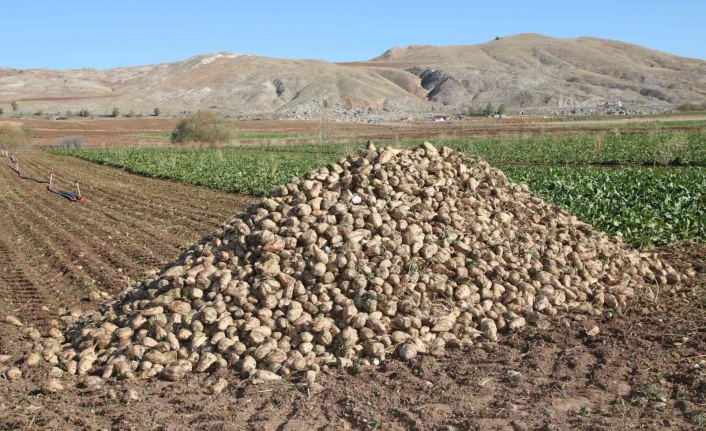 Sivas’ta şeker pancarında 1 milyon ton rekolte bekleniyor