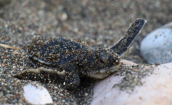 Sona kalan caretta caretta yavruları denizle buluşturuldu