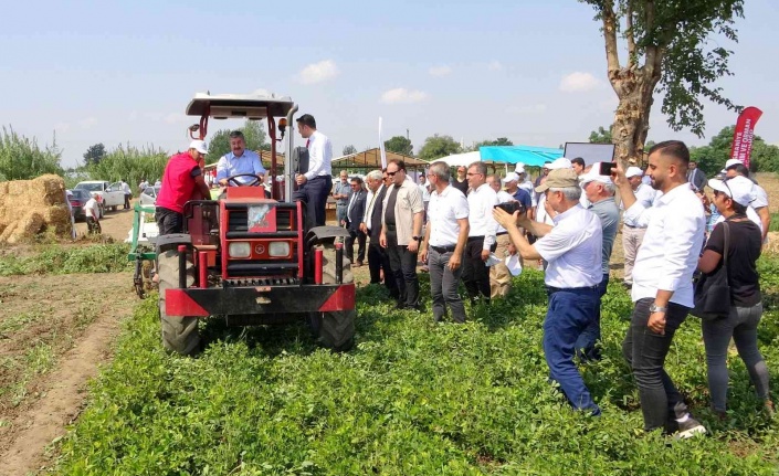 Yerli ve milli “Ayşehanım” yer fıstığının hasadı başladı