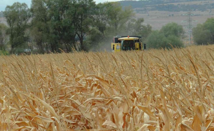 Eskişehir’de mısır verimi yüz güldürdü