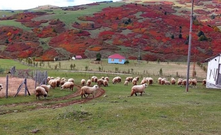 Ordu yaylalarında sonbahar güzelliği