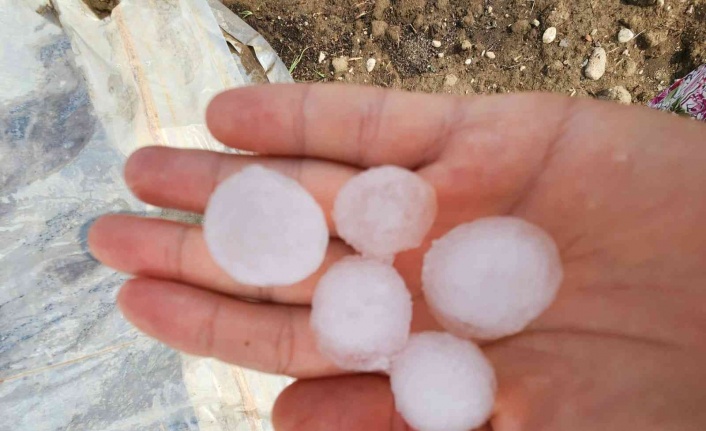 Toplanmayı bekleyen pamuğu dolu vurdu