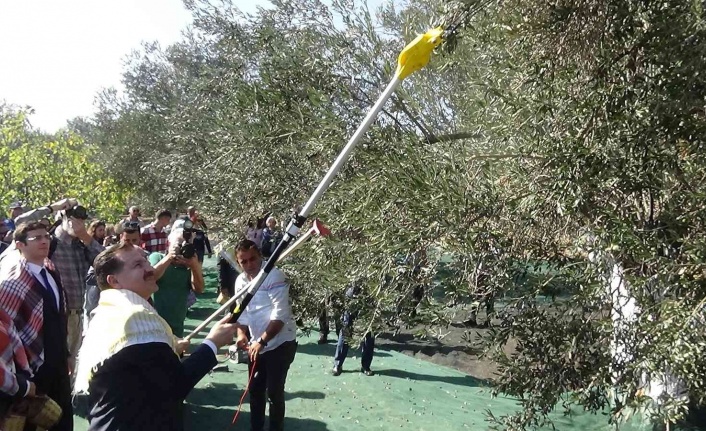 Ayvalık’ta zeytin festivali dahilinde zeytin hasadı yapıldı