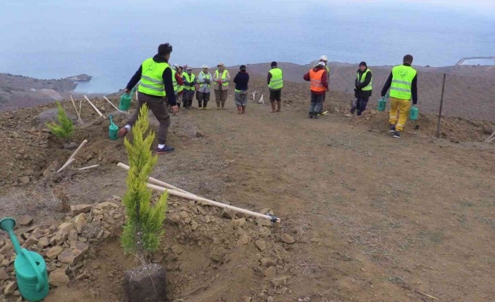 Bandırma’da 15 bin fidan dikildi