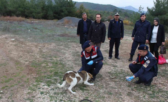 Bilecik’te sokak hayvanlarını elleriyle beslediler