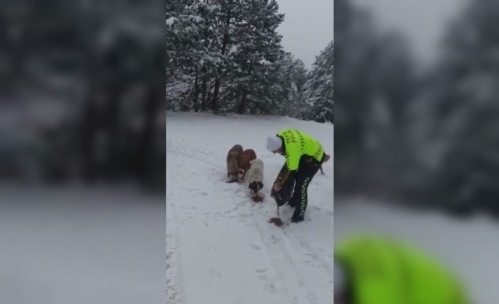 Devriye gezen trafik ekiplerinden kar altında yiyecek arayan köpeklere mama desteği