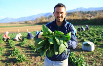 Ispanak kalitesi ve fiyatıyla üreticiyi sevindirdi